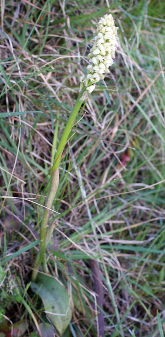 Orchidea maculata 12