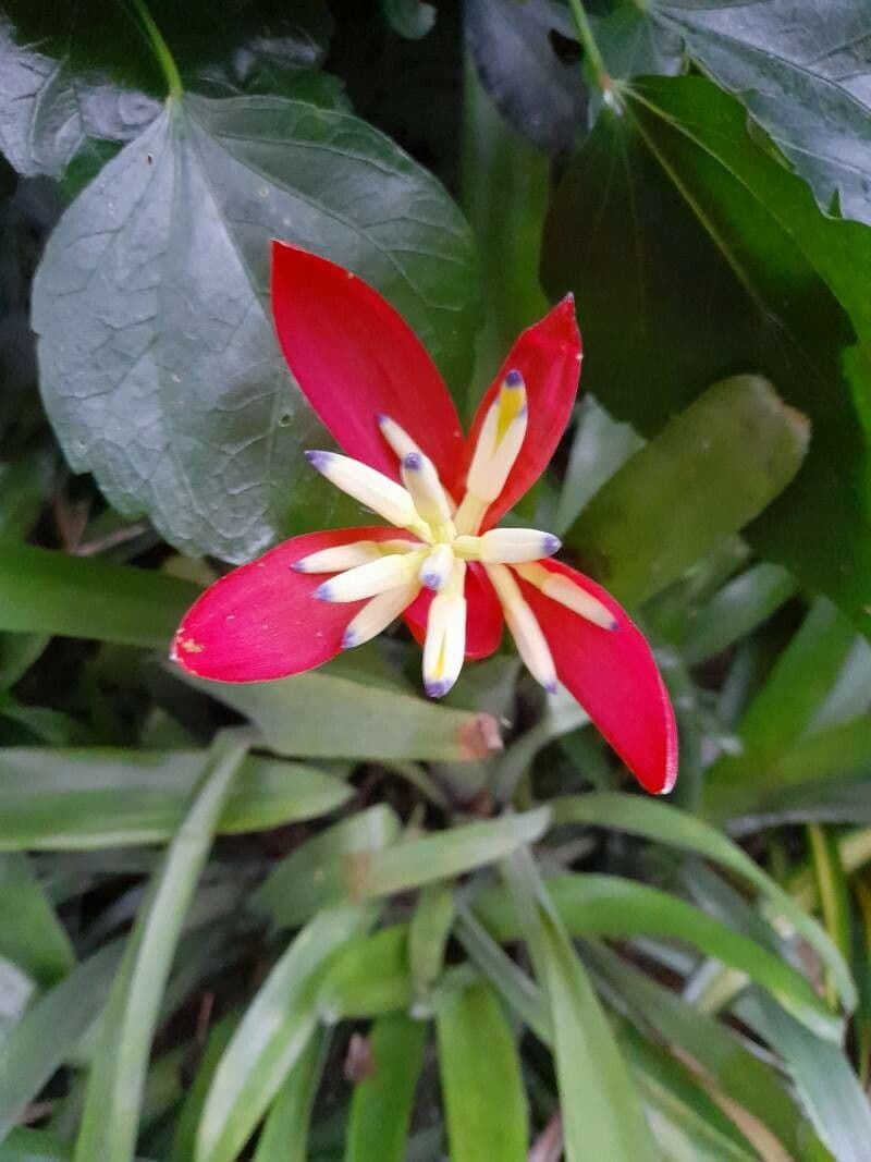 Billbergia