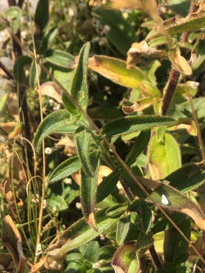 Antirrhinum 11
