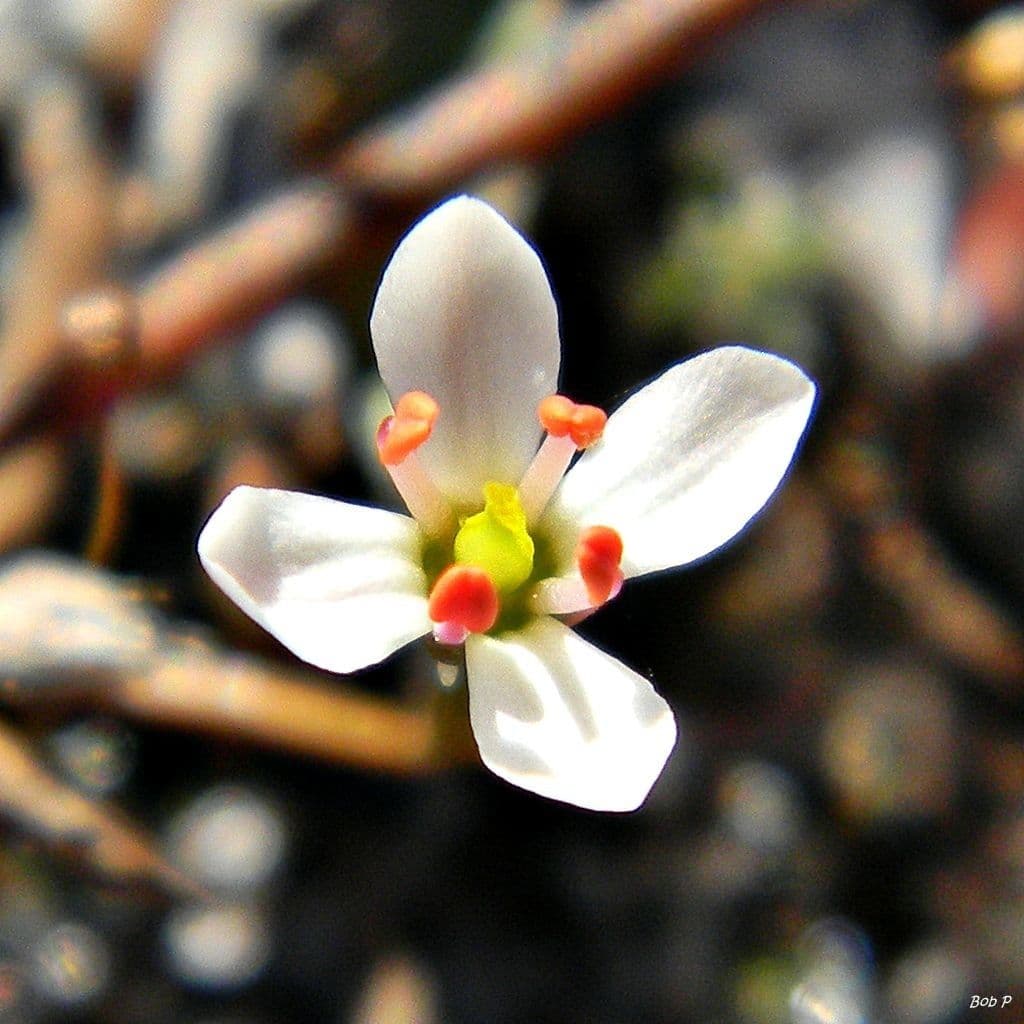 Bartonia primaverile