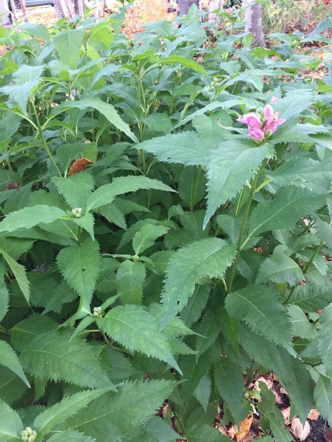 Chelone 13