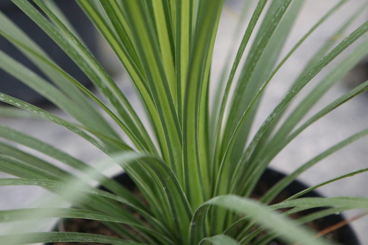 Cordyline 18