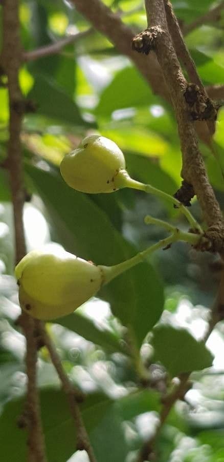 Gymnosporia