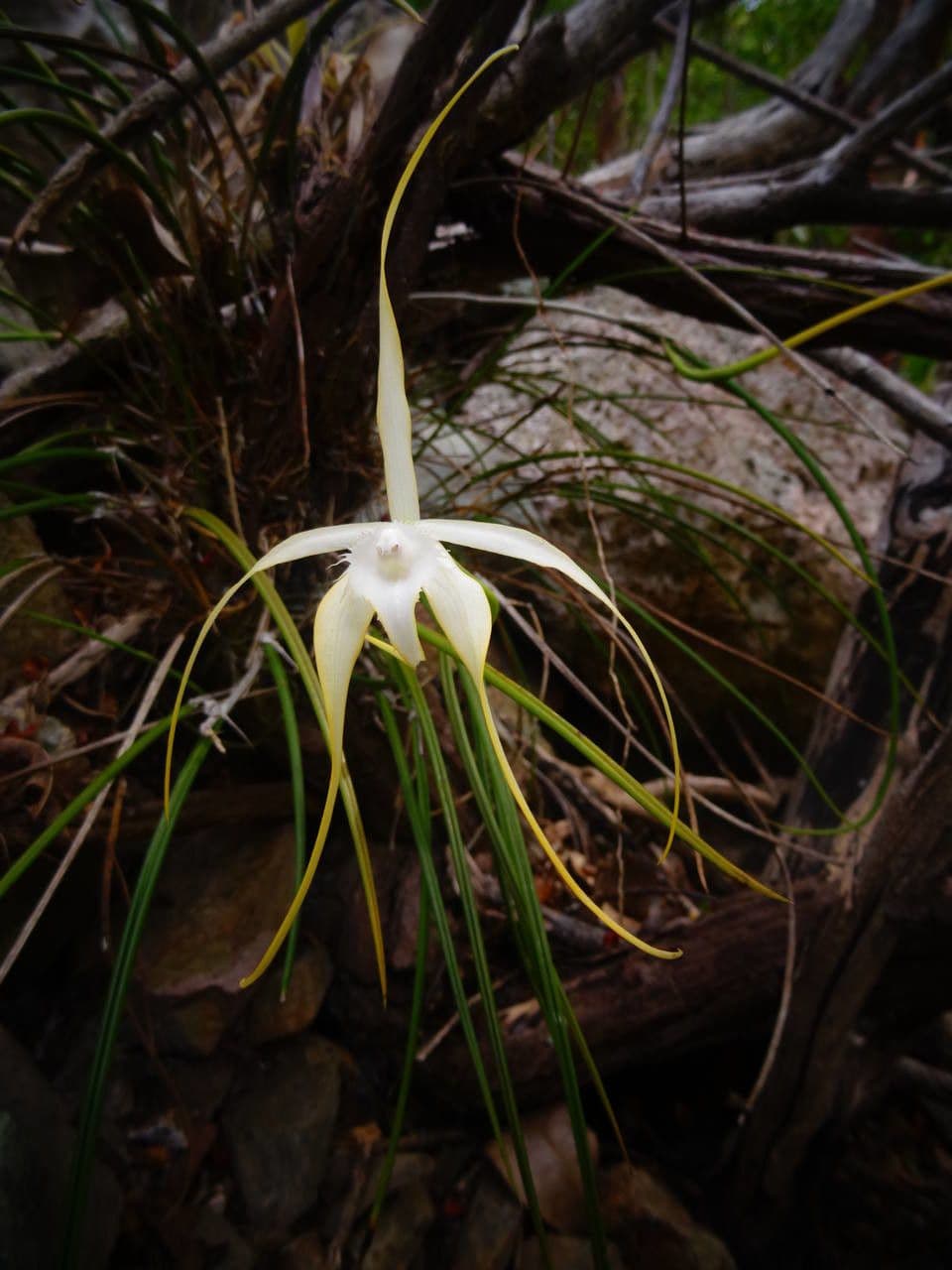 Brassavola 12