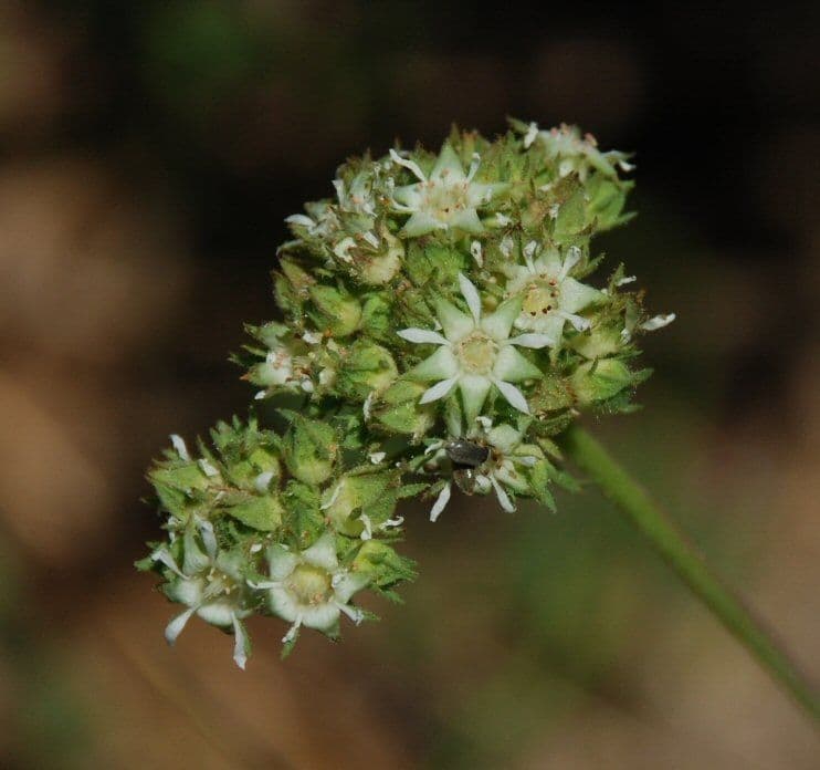 Horkelia tridentata 6