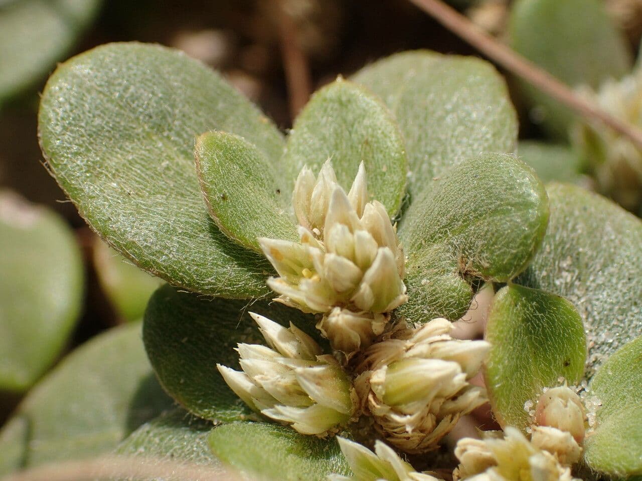 Alternanthera