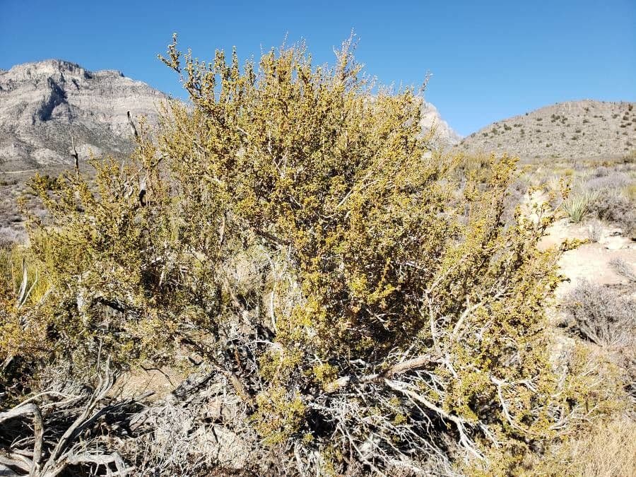 Purshia tridentata 17