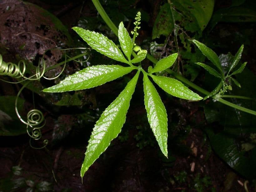Cyclanthera 11