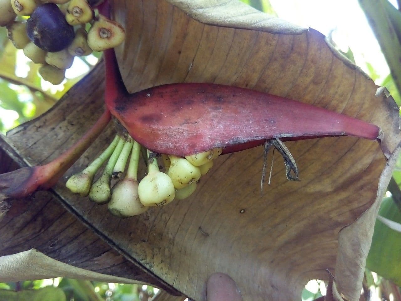Heliconia eretta 4