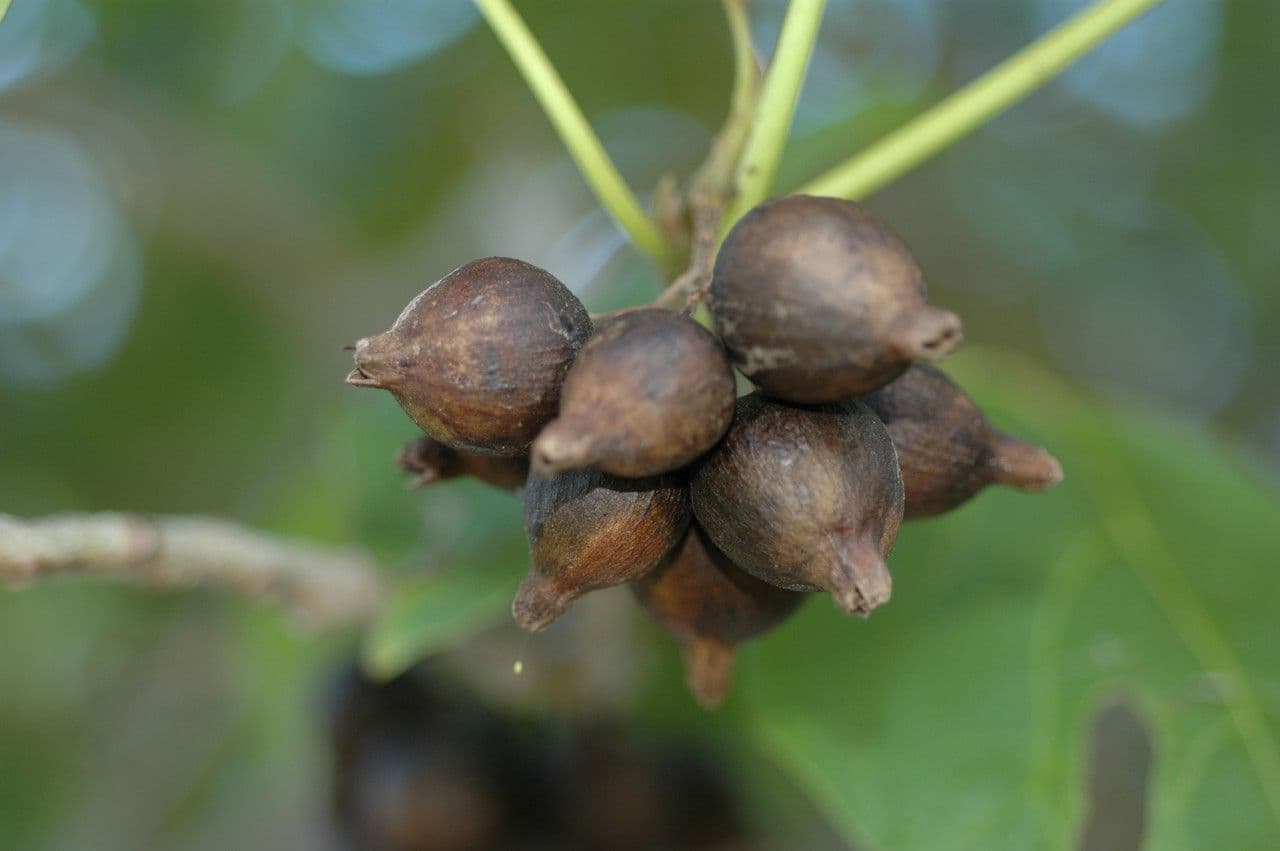 Cordia subcordata 2