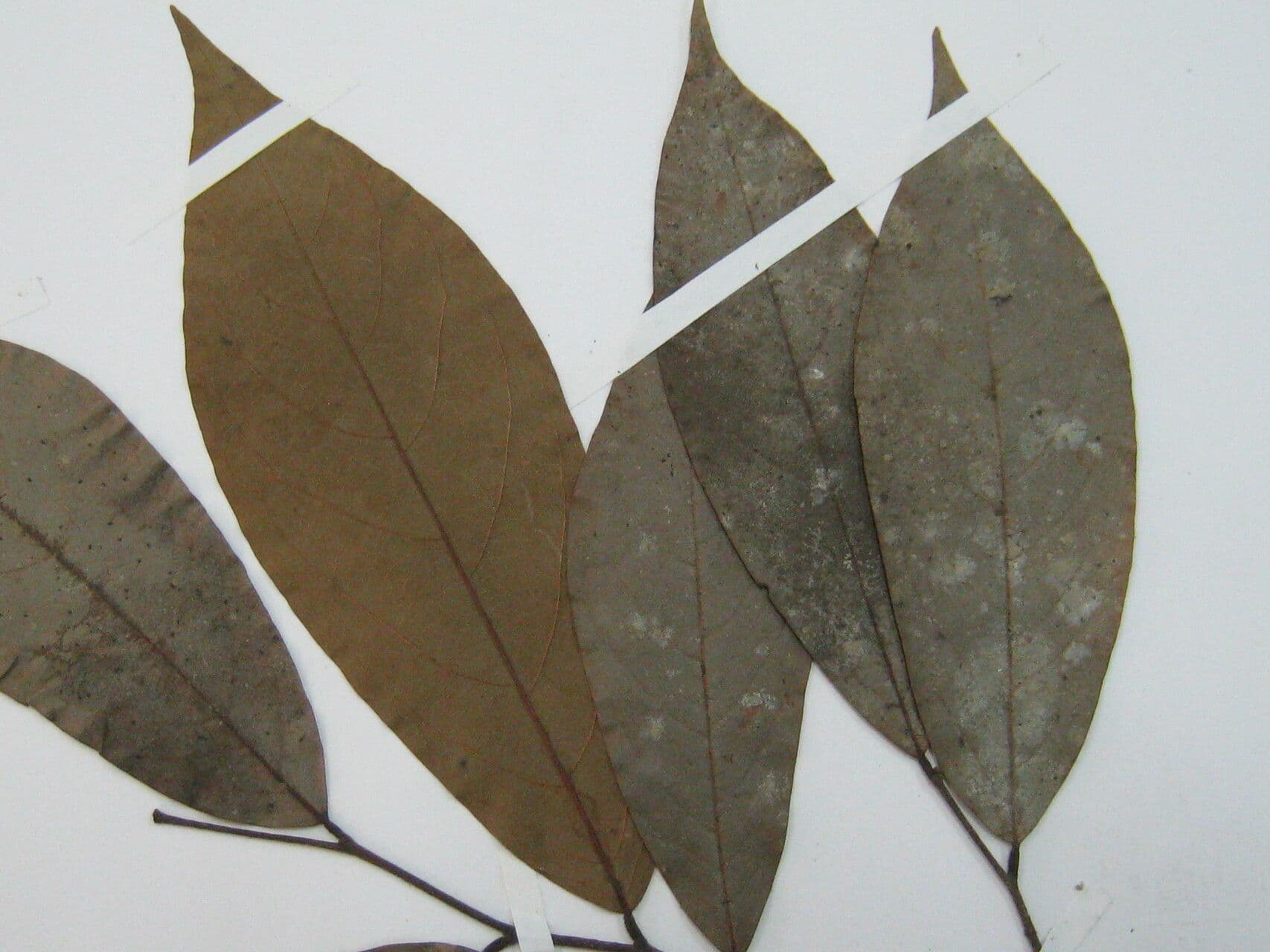 Ephedranthus 5