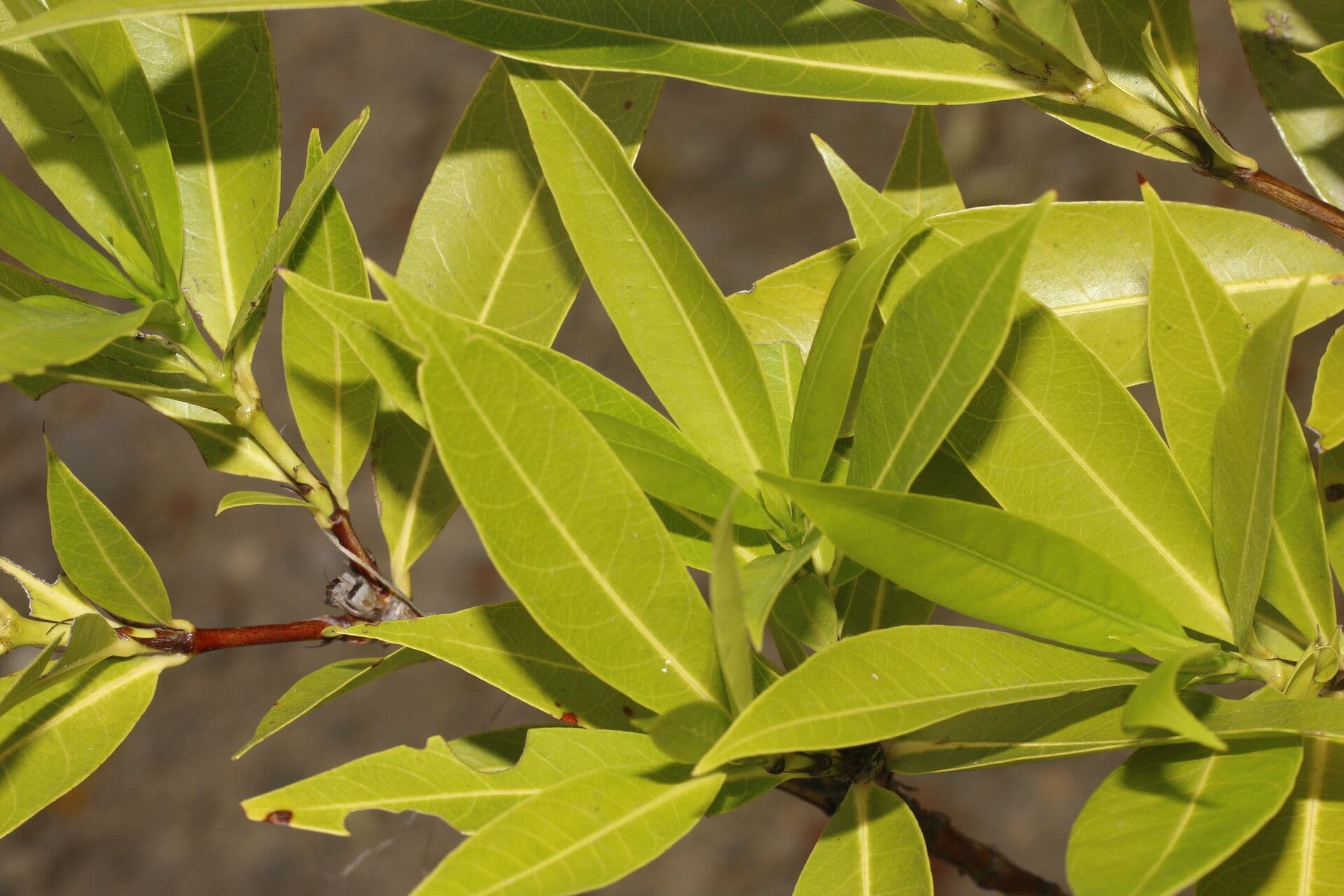 Alibertia edule 14
