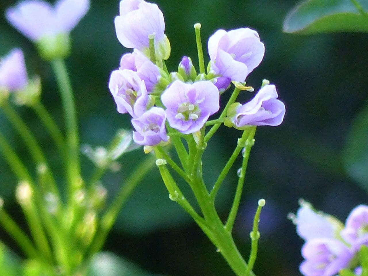 Cardamine raphanifolia 29