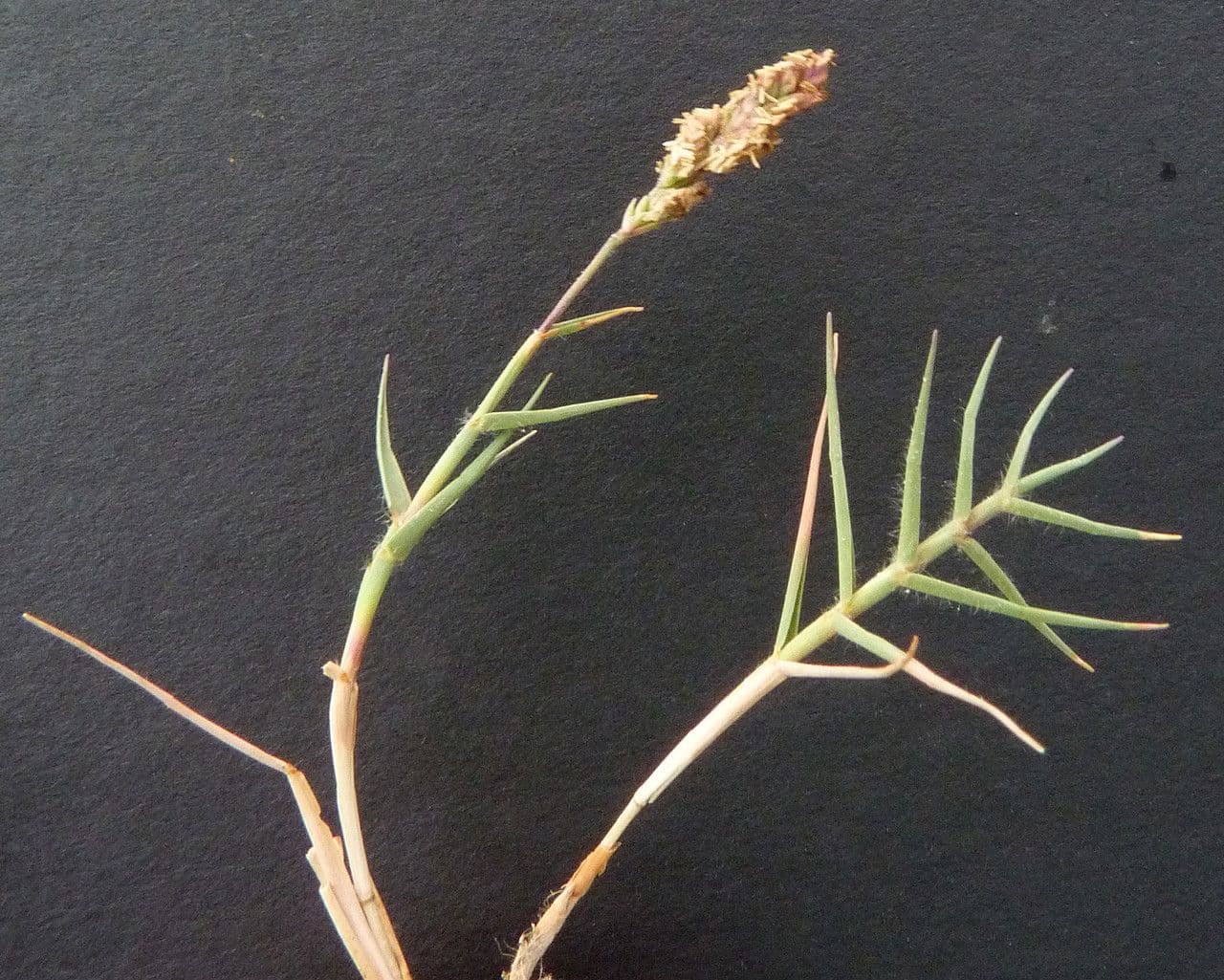 Aeluropus 25