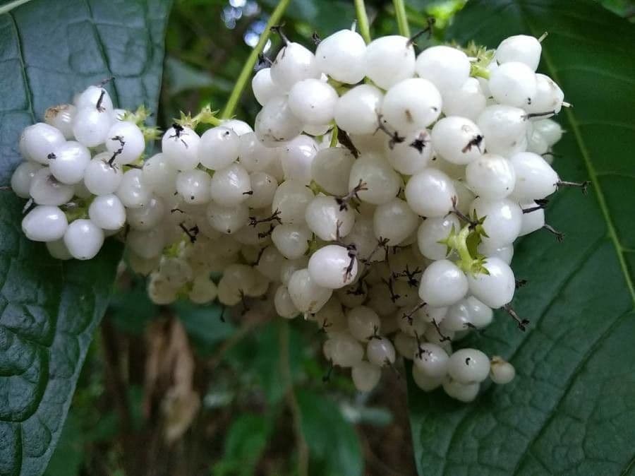 Chiococca alba 3