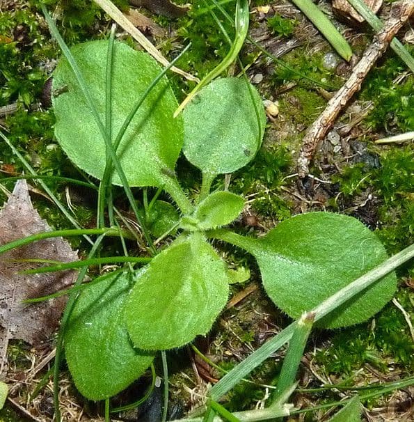 Weißliches Berufkraut 11