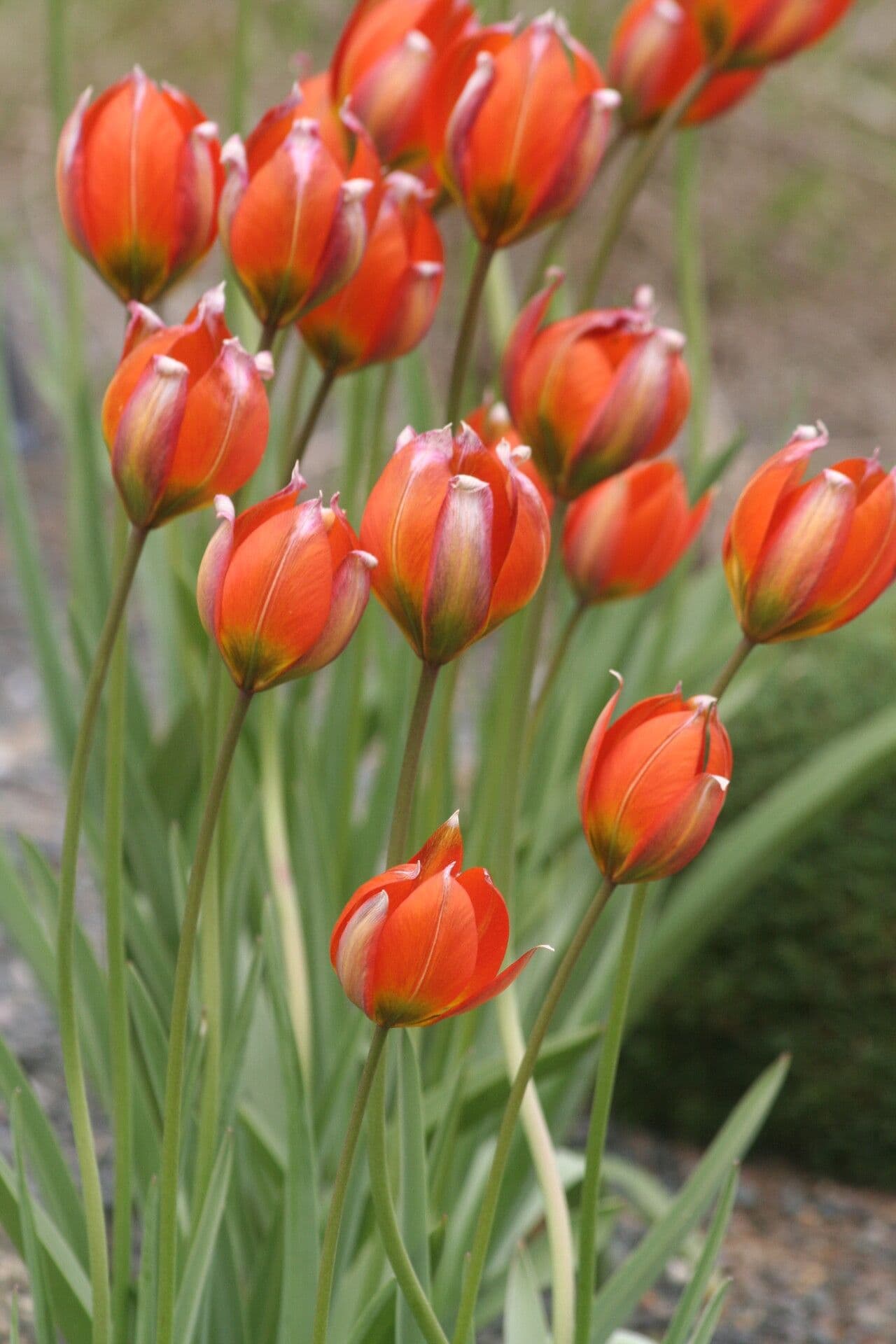 Tulipe d'Orient 2