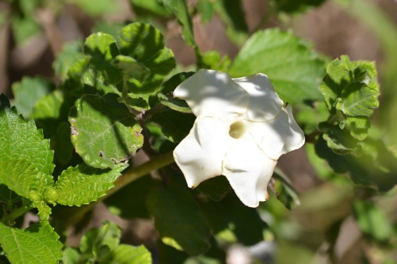 Mandevilla