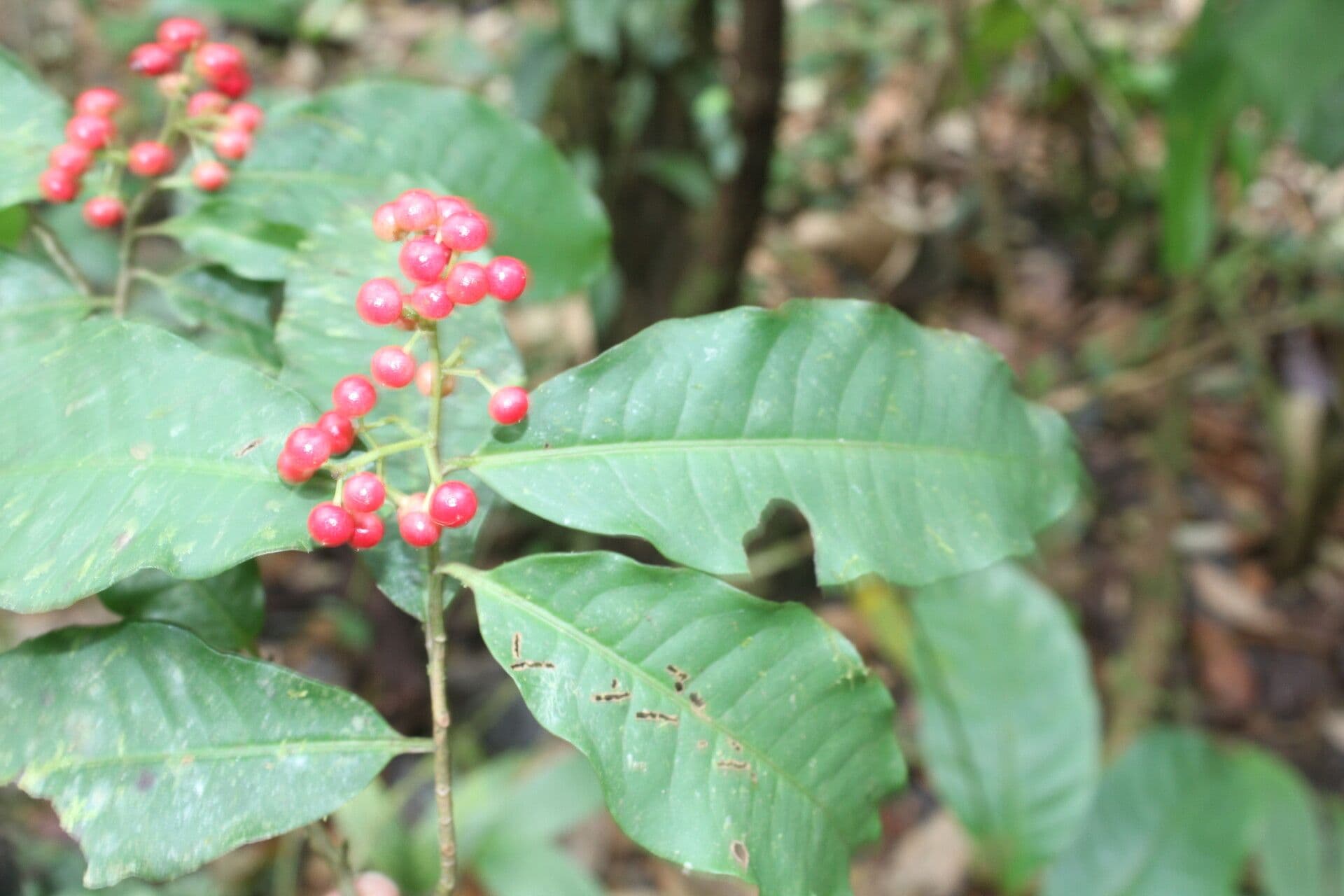 Ardisia de Guyane 2