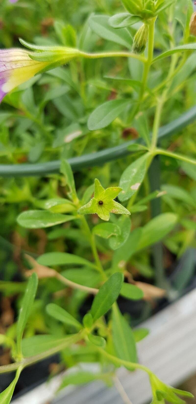 Kleinblütige Kalibrachoa 25