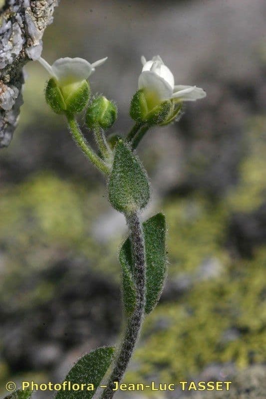 Draba