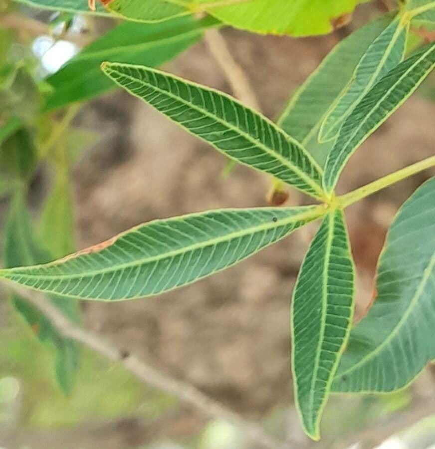 Lithraea molleoides 13