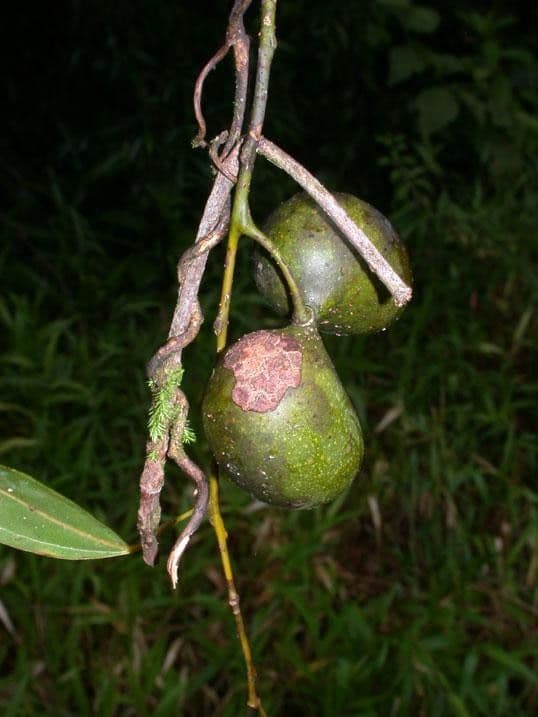 Anomospermum reticulatum 2