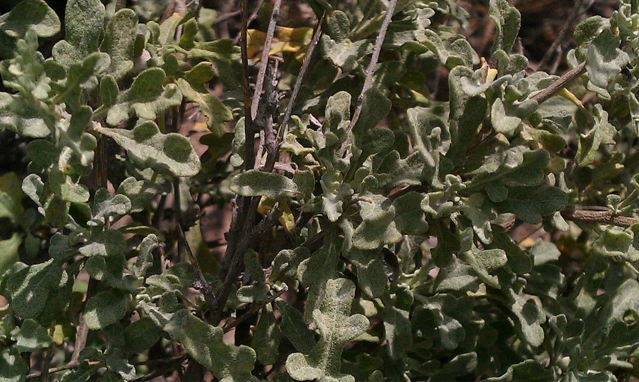 Parthenium incanum 8