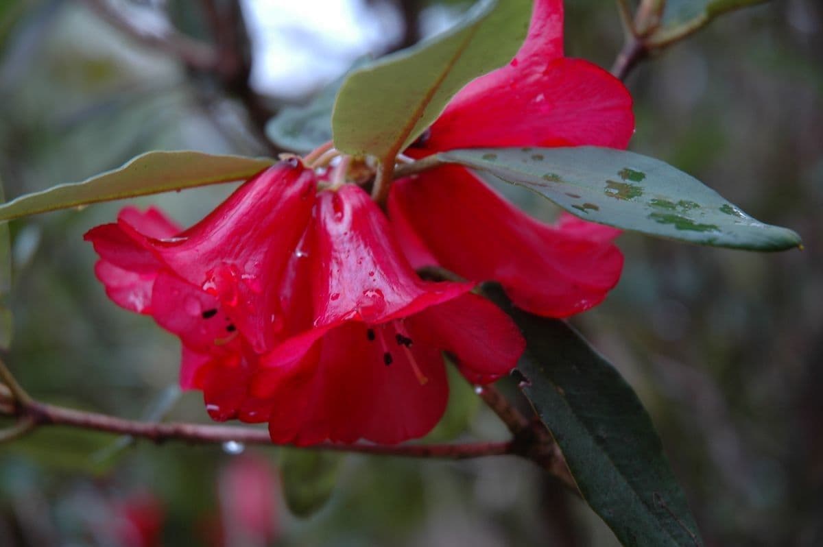 Rododendron 5