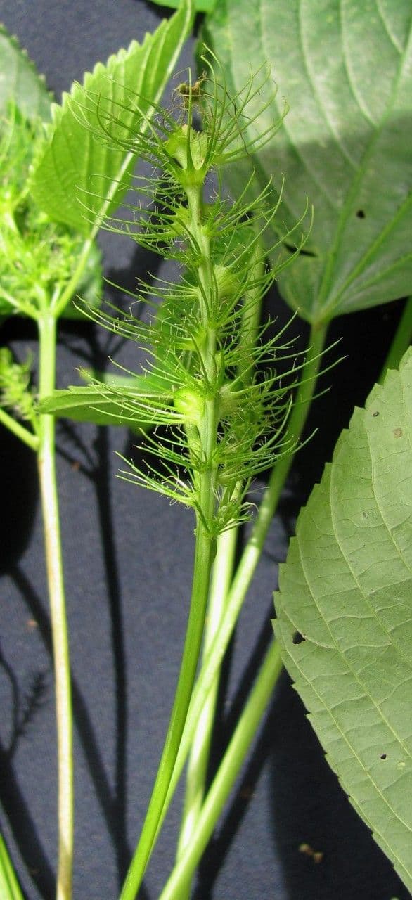 Acalypha 13