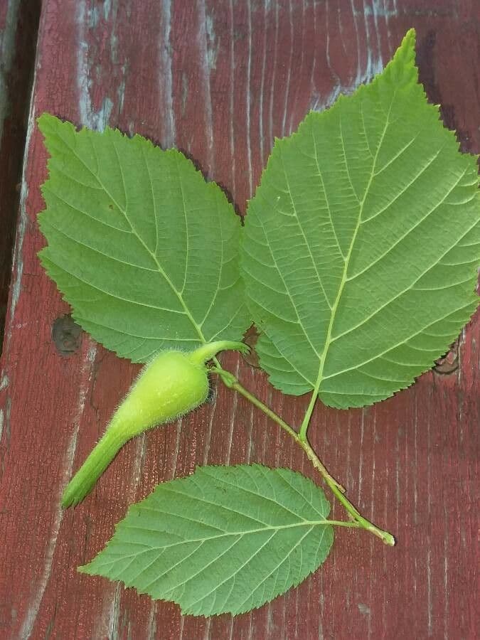 Nocciolo cornutato 16