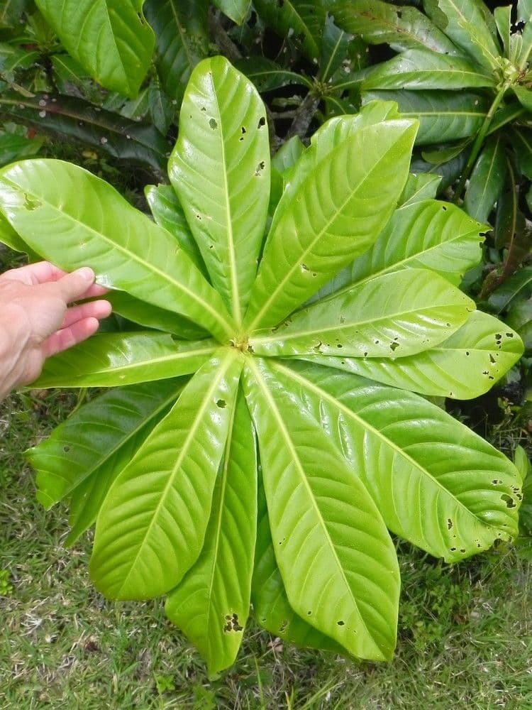 Barringtonia 16