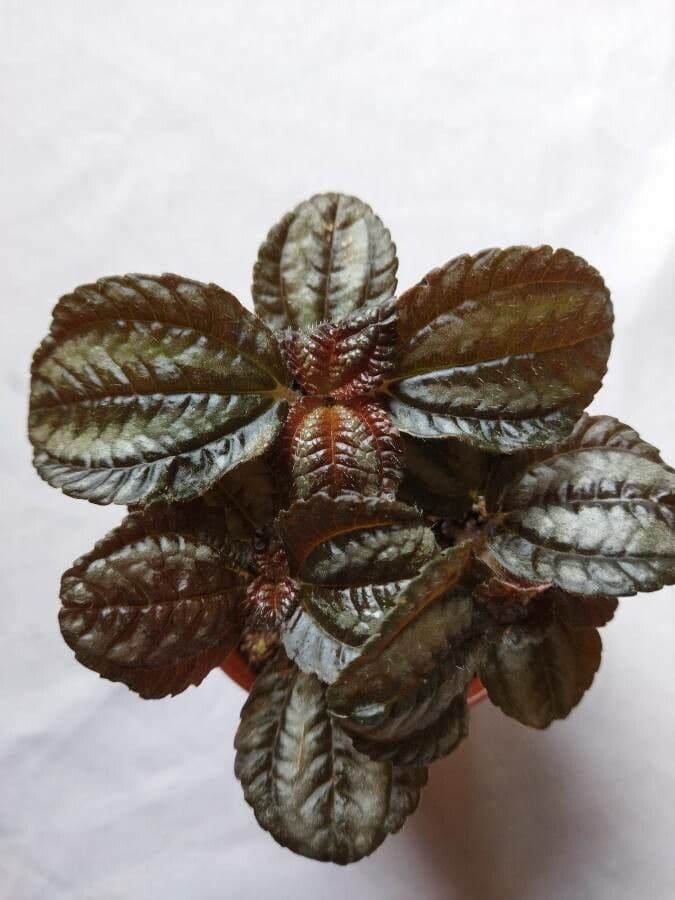 Pilea 13