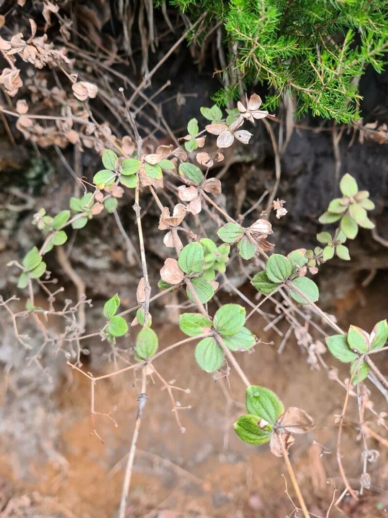 Galium 14