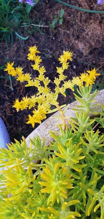 Sedum messicano 3