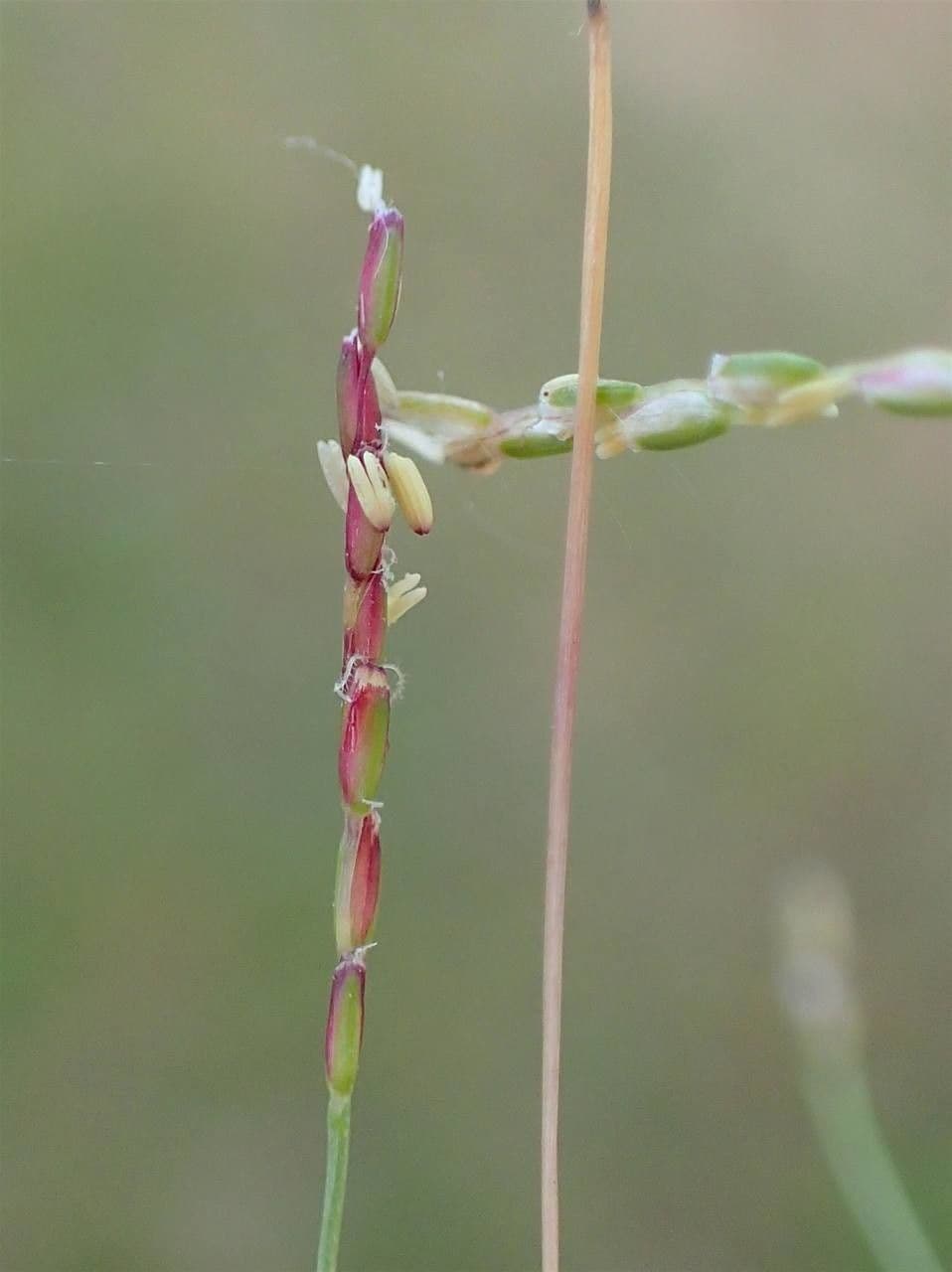 Mibora minima 3