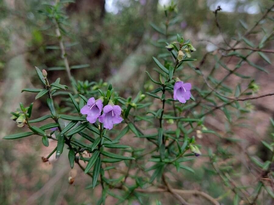 Prostanthera 8