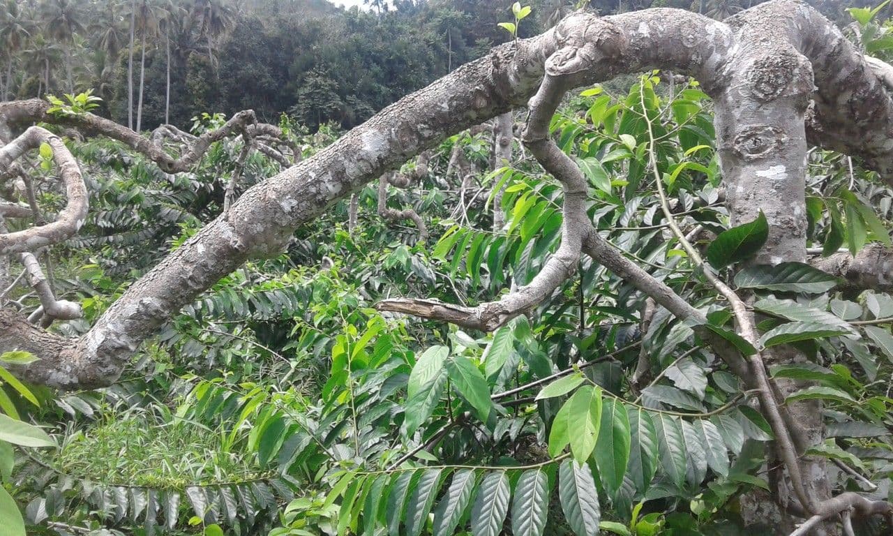 Ylang-ylang 15