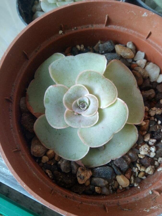 Aeonium aureum 9