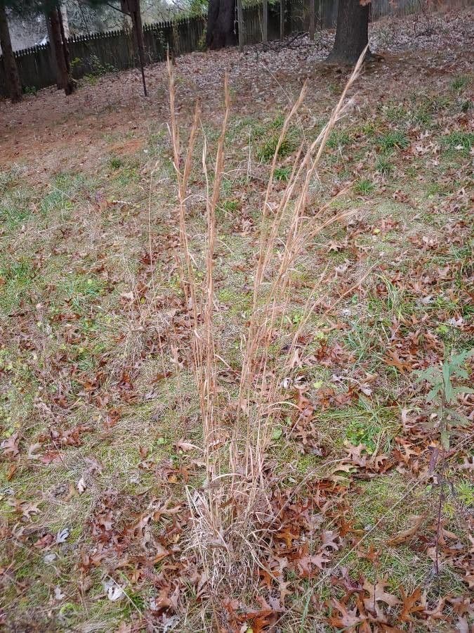 Andropogon virginicus 2