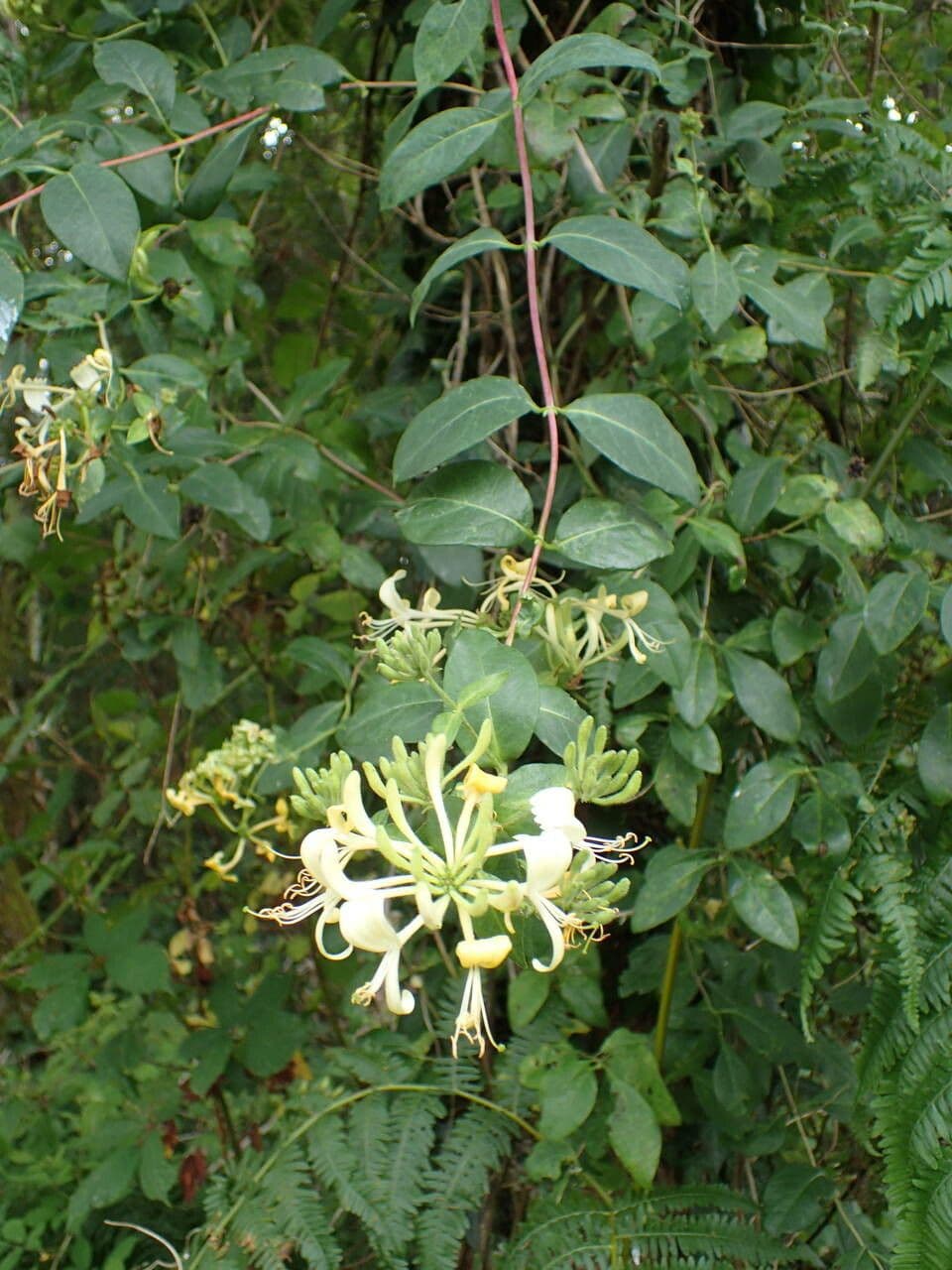 Wald-Geißblatt 30