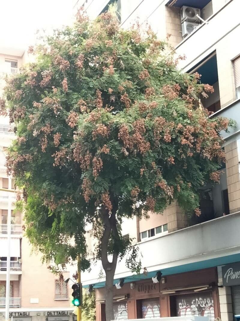 Chinesischer Lackbaum 14