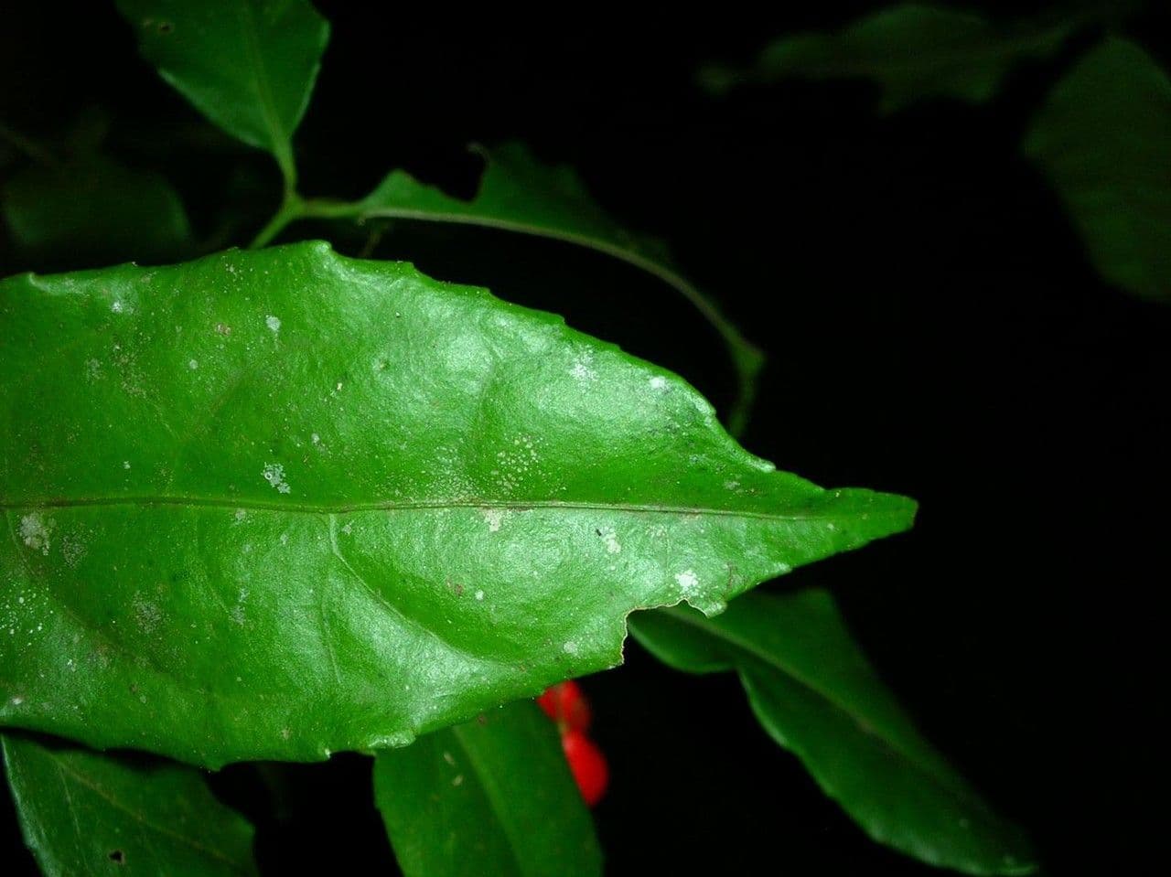 Crossopetalum 6
