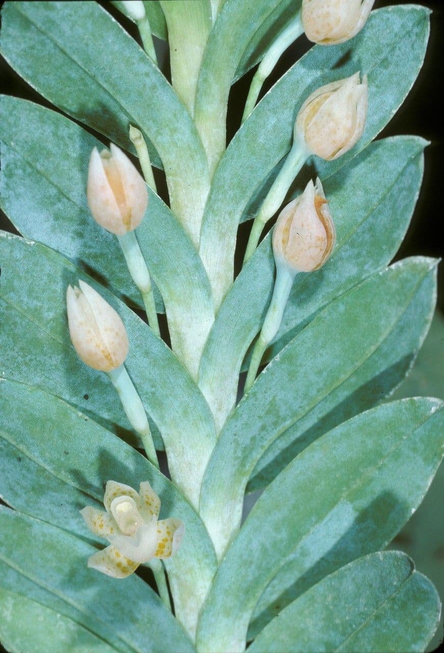 Dichaea 2