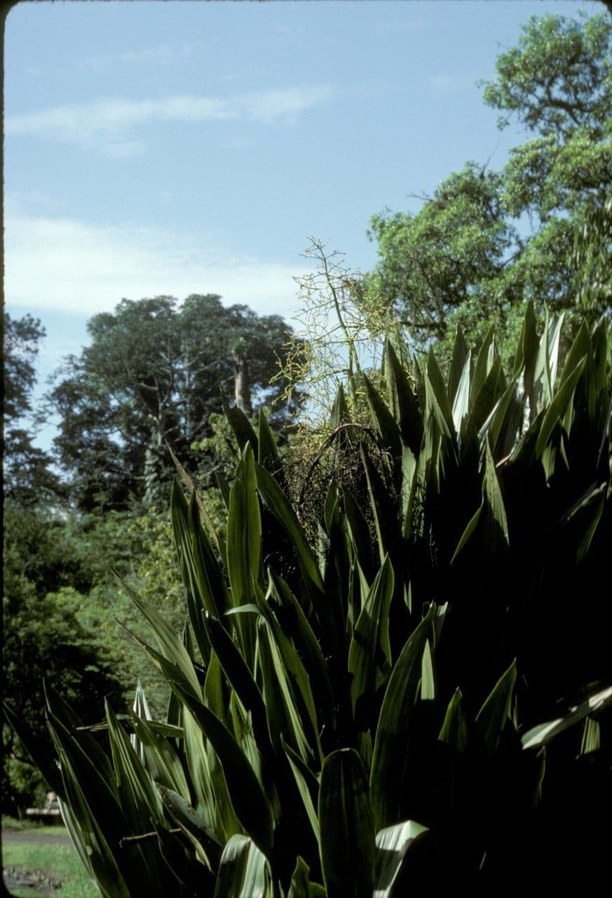 Hanguana 4