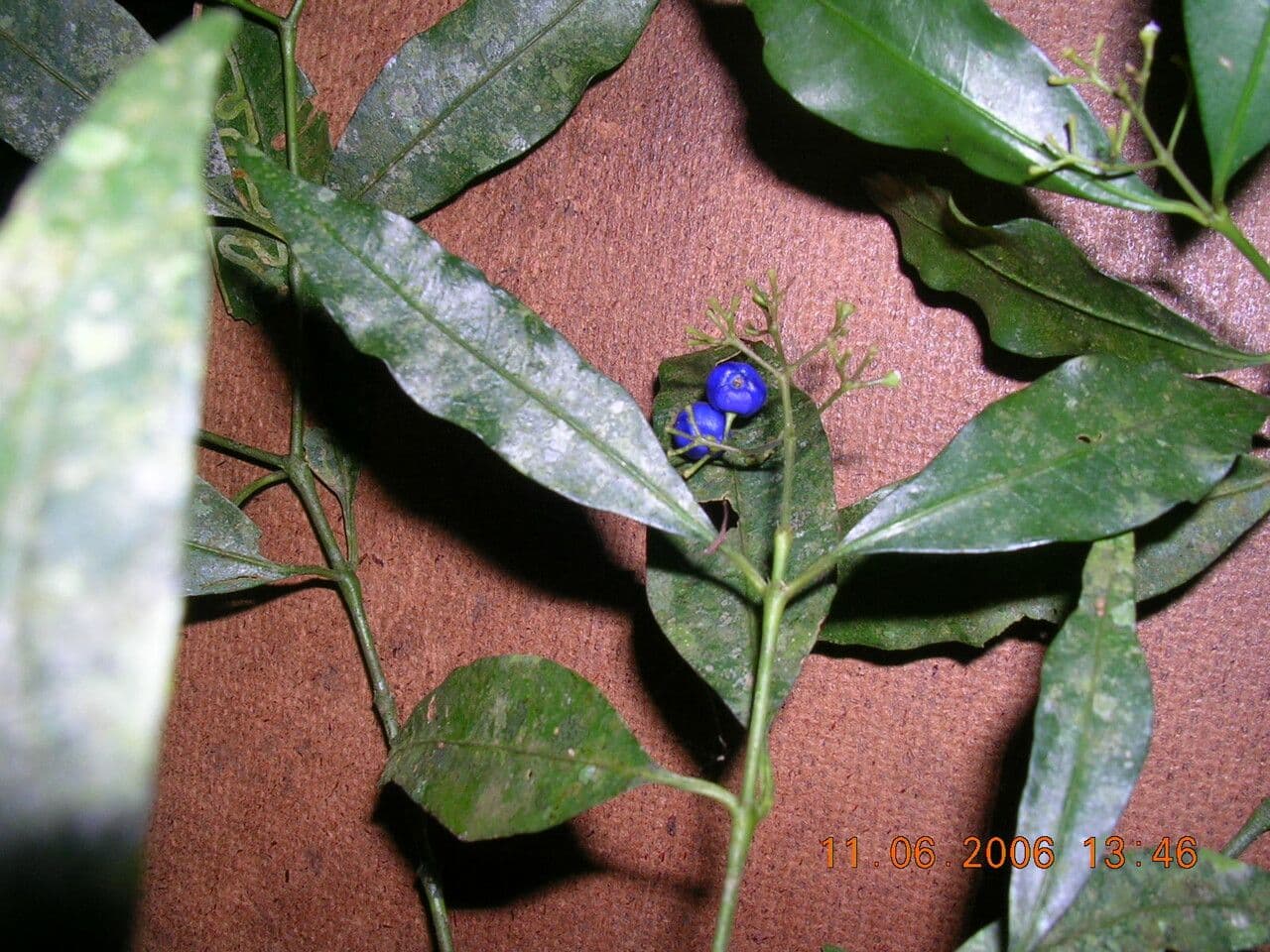 Psychotria 3