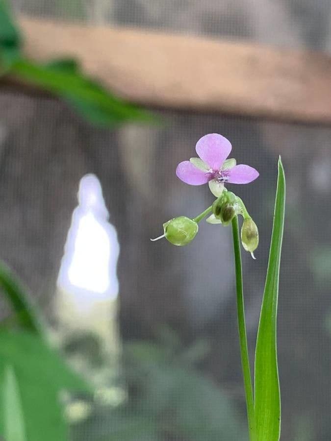 Murdannia nudiflora 7
