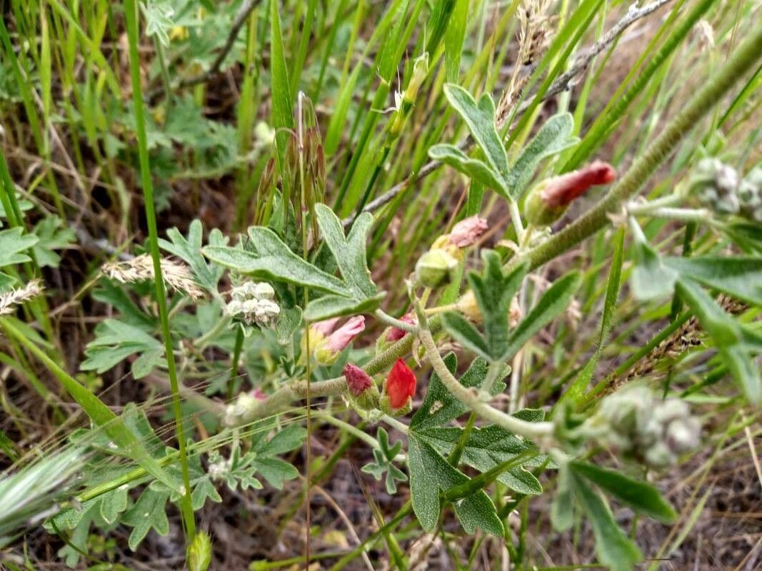 Sphaeralcea 15