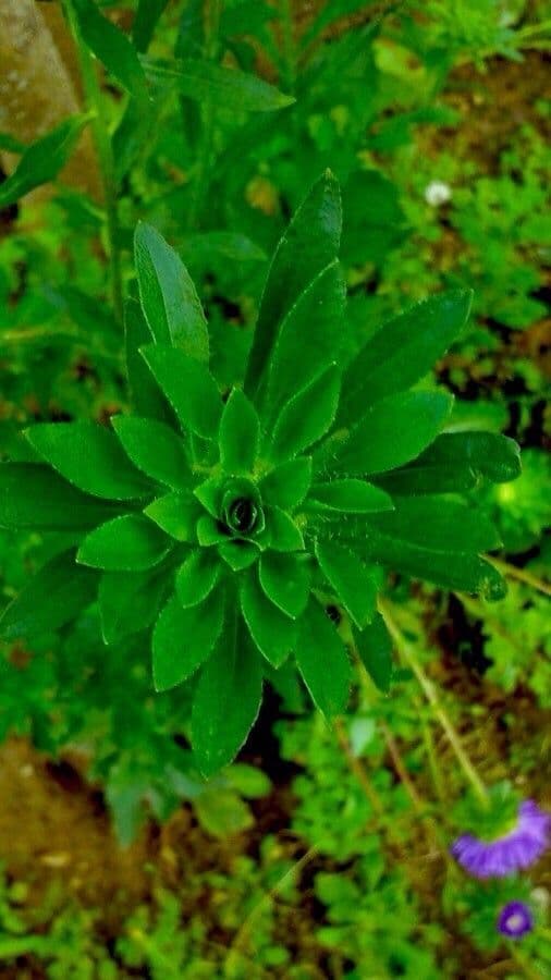 Callistephus chinensis 20