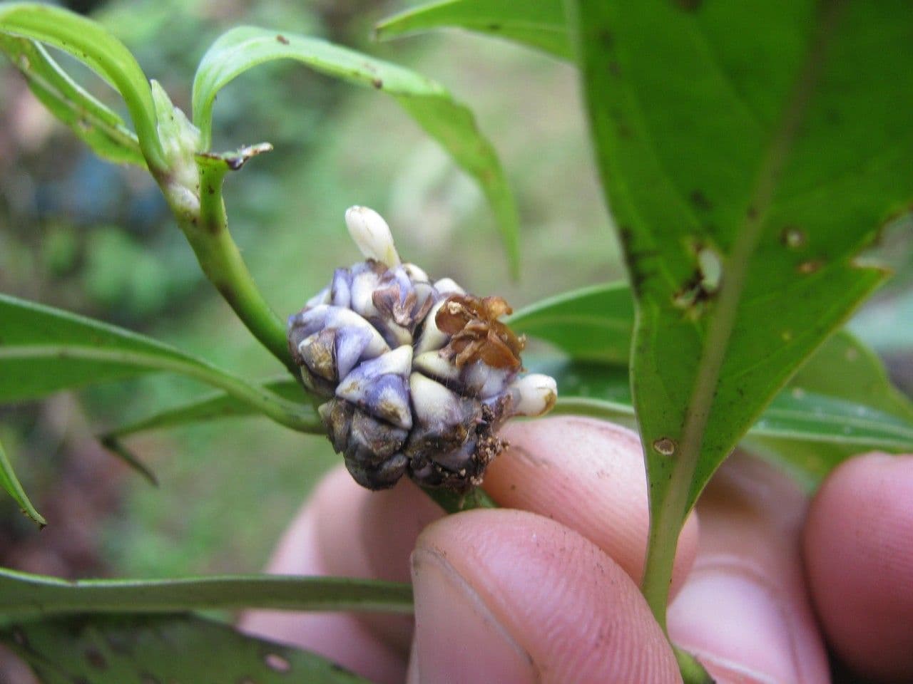Palicourea axillaris 5